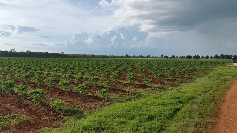 Cultivo de Papaya