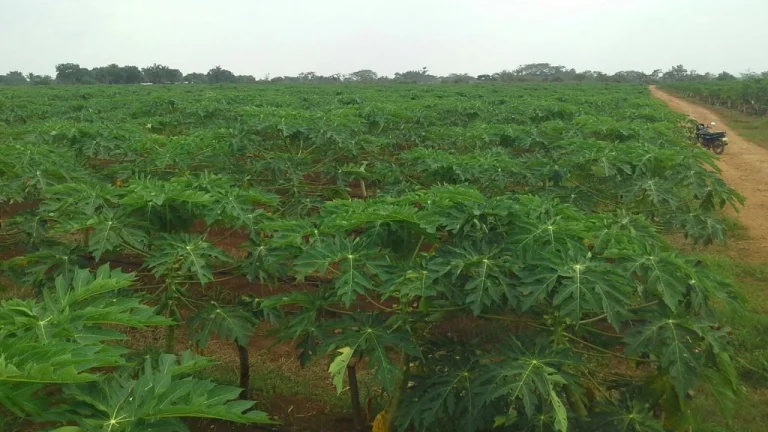 Cultivo de Papaya